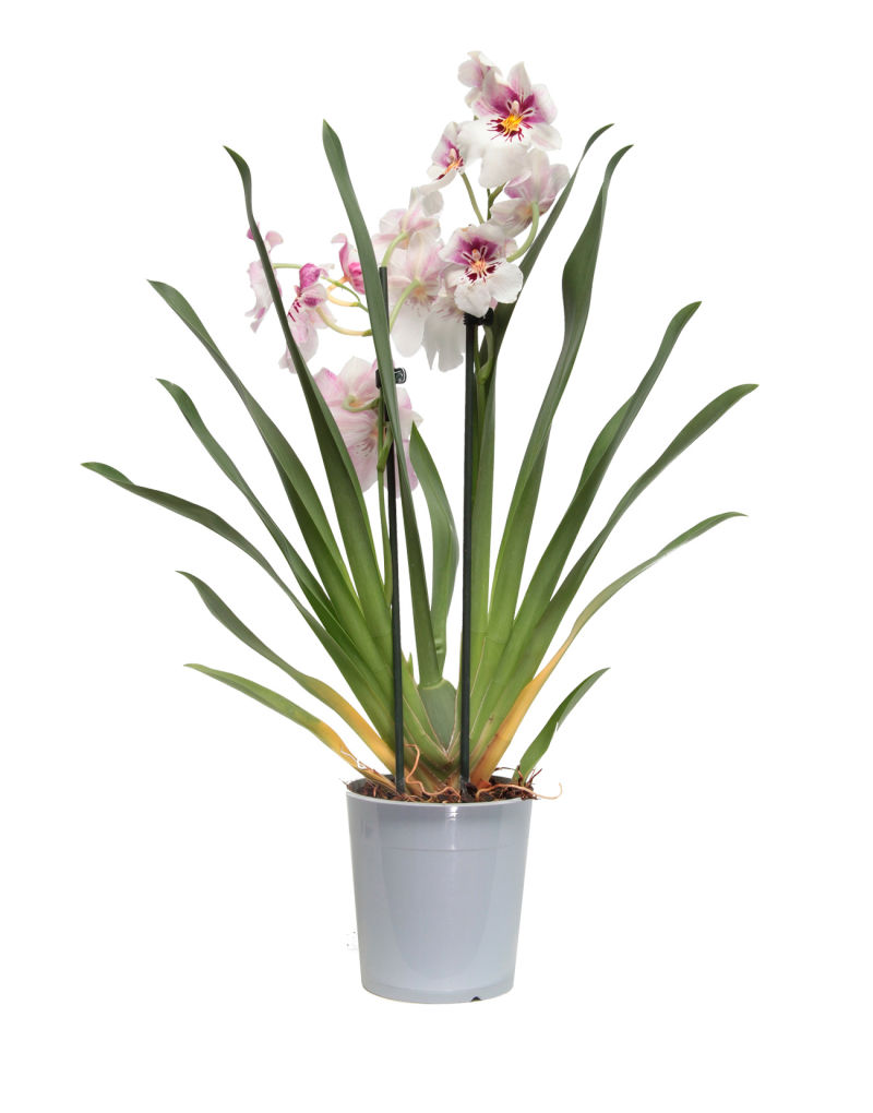 Орхидея Цимбидиум микс 12/40 Голландия